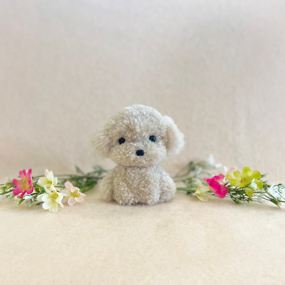 ビションフリーゼ プードル様カット | TikTok トイプードル ビション