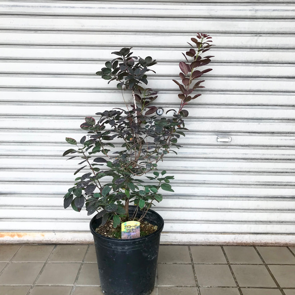 希少 大株 銅葉 赤覆輪 スモークツリー ロイヤルパープル 9号 その他