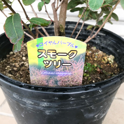 希少 大株 銅葉 赤覆輪 スモークツリー ロイヤルパープル 9号 その他