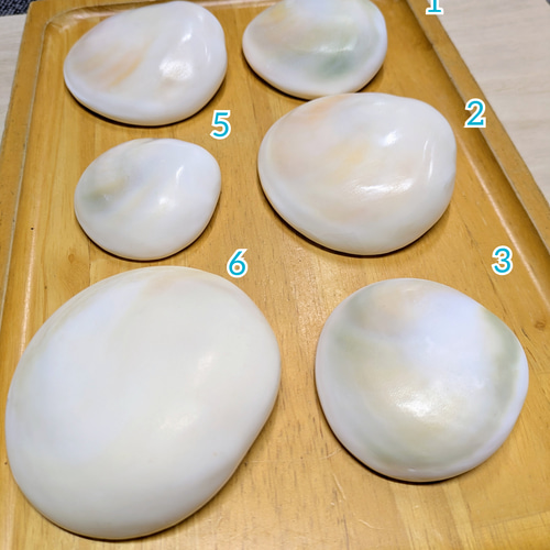 夜光貝　まとめ5個セット　美品　12-14cm 置物　色合いが美しい 夜光貝 まとめ5個セット 美品 12-14cm 置物 色合いが美しい 夜光貝