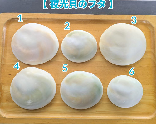 夜光貝のフタ磨きキット キット 夜光貝jewelry KOKORO 通販