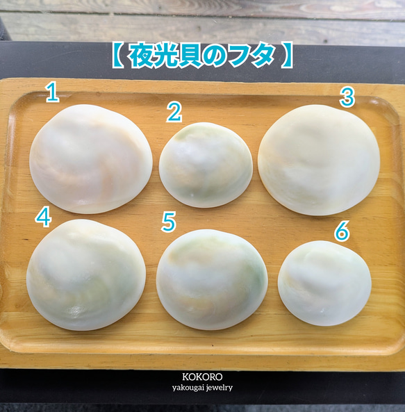 『kome』【訳アリ中セット7】沖縄県産夜光貝 エビShop〜』【夜光貝小セット】沖縄県産夜光貝 エビShop
