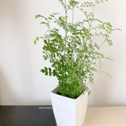 シマト○リコ　1本立ち　鉢付き　2m シマト○リコ 1本立ち 鉢付き 2m