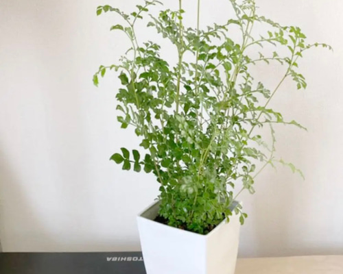 シマトネリコ 鉢植え 4号株立ち 受皿付き#1 その他インテリア