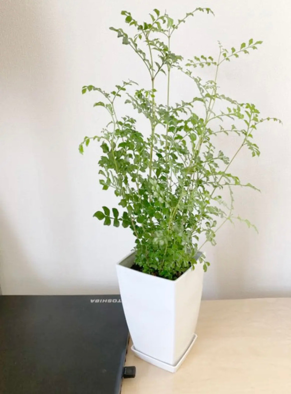 シマトネリコ 鉢植え 4号株立ち 受皿付き#1 その他インテリア雑貨