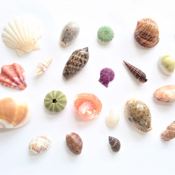 相模湾産☆貝殻色々20点 その他素材 海さんぽ人 通販 14259117｜Creema