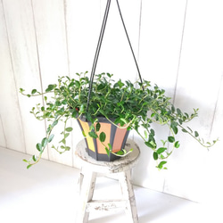 稀少種 フィカスシャングリラ つる性ガジュマル 5号 幸運を呼ぶ縁起