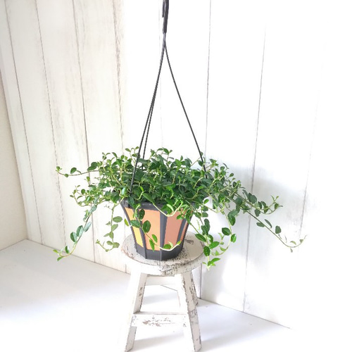 稀少種 フィカスシャングリラ つる性ガジュマル 5号 幸運を呼ぶ縁起