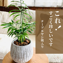希少☆斑入り 大きなテーブルヤシ 5号 丸型陶器鉢 受け皿付き 観葉植物