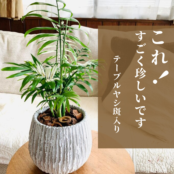 希少☆斑入り　大きなテーブルヤシ　5号　丸型陶器鉢　受け皿付き 観葉植物　インテリア 1枚目の画像