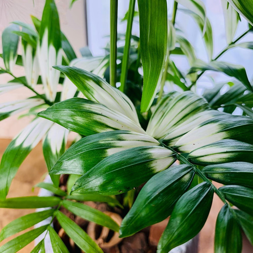 希少☆斑入り 大きなテーブルヤシ 5号 丸型陶器鉢 受け皿付き 観葉植物