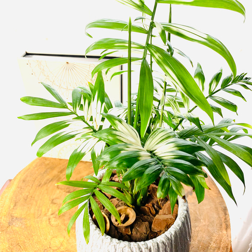 希少☆斑入り 大きなテーブルヤシ 5号 丸型陶器鉢 受け皿付き 観葉植物