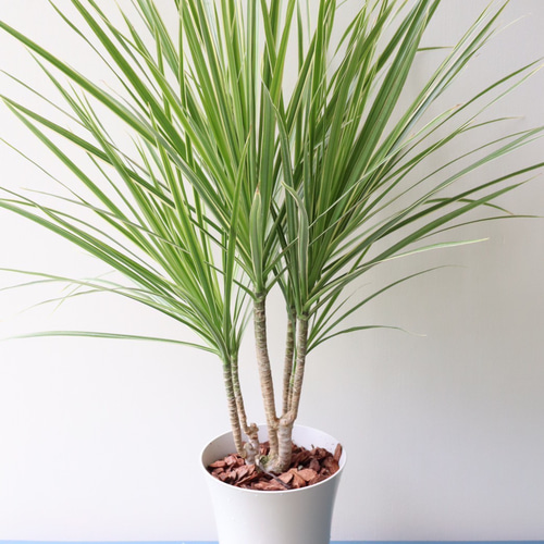 スッキリとしたスタイルの「ドラセナ コンシンネ ホワイトホリー