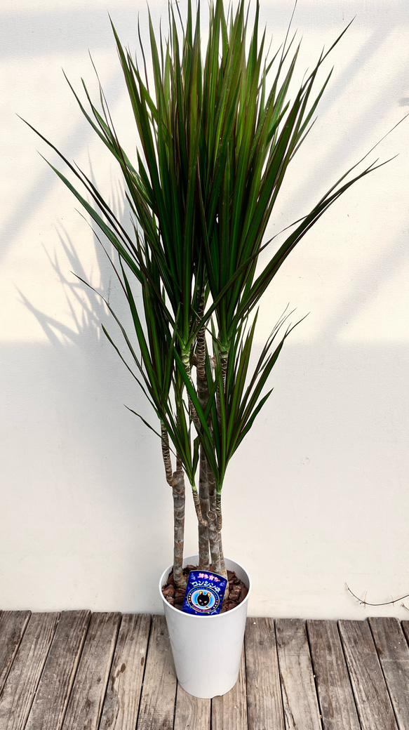 スッキリとしたスタイルの「ドラセナ コンシンネ ホワイトホリー