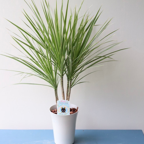 スッキリとしたスタイルの「ドラセナ コンシンネ ホワイトホリー