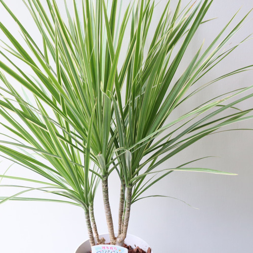 ドラセナ　コンシンネ　ホワイトホリー ドラセナ コンシンネ ホワイトボリー 【観葉植物 5号／1個売り