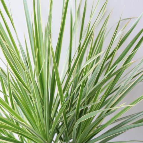 スッキリとしたスタイルの「ドラセナ コンシンネ ホワイトホリー