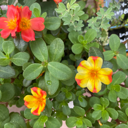 夏花の寄せ植え　背の高い地熱から守ってくれるポット　毎年咲く　エキナセア　寄せ植え 2枚目の画像