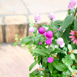 夏花の寄せ植え　背の高い地熱から守ってくれるポット　毎年咲く　エキナセア　寄せ植え 3枚目の画像