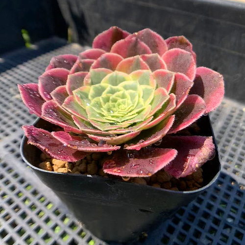 391.多肉植物 寄せ植え アエオニウム フェスティバル錦 抜き苗 アート ...