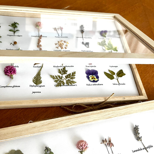 植物標本箱 草花の宝石箱ver1 ボタニカルフレーム 壁掛けインテリア