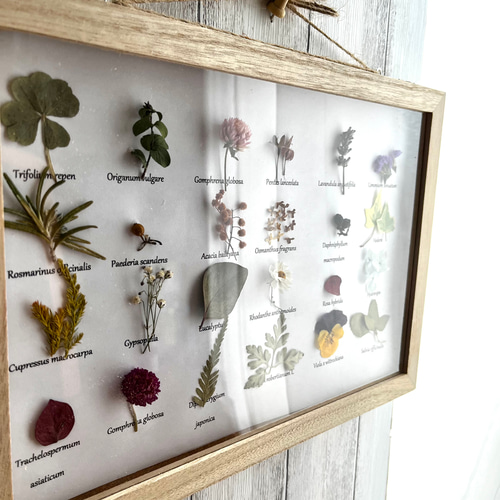 1895年 植物標本11枚セット フランスアンティーク 押し花 ドライフラワー 植物標本箱 草花の宝石箱ver1 ボタニカルフレーム 壁掛けインテリア