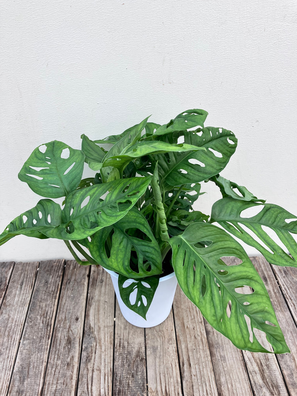 マドカズラ＊モンステラ＊観葉植物＊ アートフラワー bloom town 通販