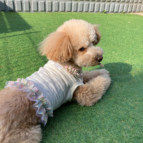 犬服ハンドメイド タンクトップ(さくら桜。様 専用) （犬服型紙