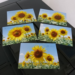 ポストカード５枚セット 笑顔「ひまわり」  向日葵 風景写真 花写真 送料無料 7枚目の画像