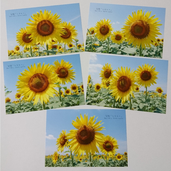 ポストカード５枚セット 笑顔「ひまわり」  向日葵 風景写真 花写真 送料無料 1枚目の画像