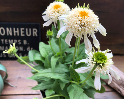 ルドゥーテ「八重咲きスイセン」のアレンジ作品 ルドゥーテ「八重咲きスイセン」のアレンジ作品 ルドゥーテ「八重咲き