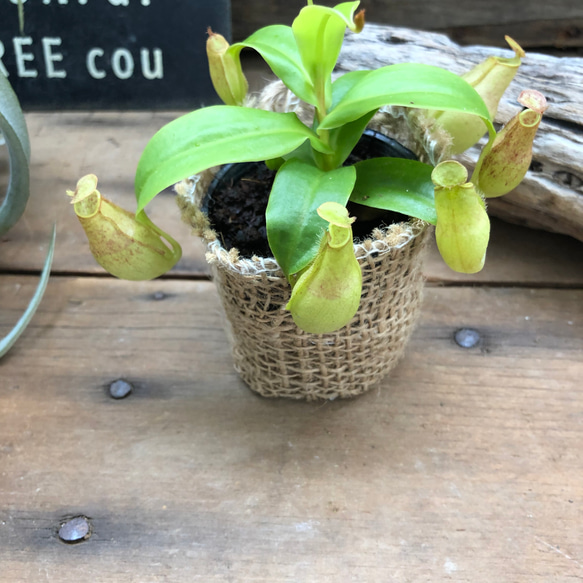 食虫植物♡ネペンテス♡可愛い♡ガーデニング♡インテリア 7枚目の画像