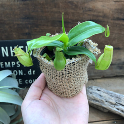 食虫植物♡ネペンテス♡可愛い♡ガーデニング♡インテリア 12枚目の画像