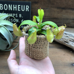 食虫植物♡ネペンテス♡可愛い♡ガーデニング♡インテリア 3枚目の画像