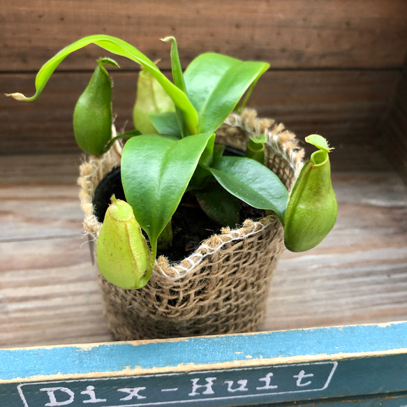 食虫植物♡ネペンテス♡可愛い♡ガーデニング♡インテリア 13枚目の画像