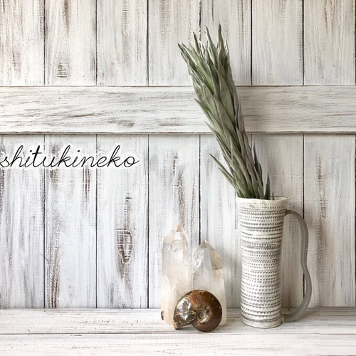 リューカデンドロン・アージェンタム・シルバーツリー 1本 ドライ