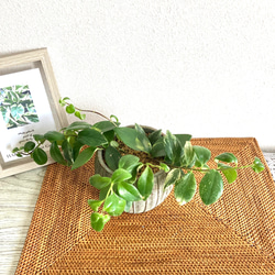 エスキナンサス・ラディカンス(プラントハンガー付き) 観葉植物　お洒落なインテリアグリーン 3枚目の画像