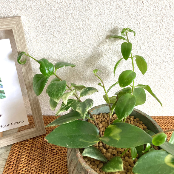 エスキナンサス・ラディカンス(プラントハンガー付き) 観葉植物　お洒落なインテリアグリーン 5枚目の画像