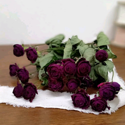 1️⃣ドライフラワー❣️訳あり スタンダードバラ ドライフラワー スタンダードバラ ダークレッド サムライ7本set