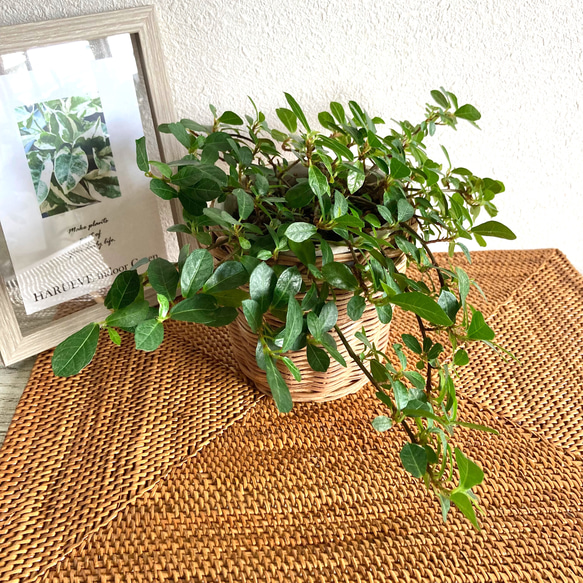 フィカス・シャングリラ(つる性ガジュマル) 観葉植物　お洒落なインテリアグリーン 5枚目の画像