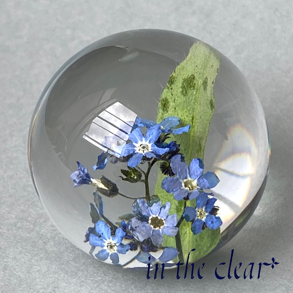 植物標本　わすれな草　青　レジン　4センチ球体 2枚目の画像