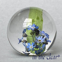 植物標本　わすれな草　青　レジン　4センチ球体 3枚目の画像