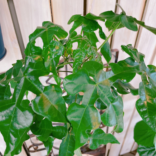 レア！現品のみ【ボトルツリーブラキキトン】おしゃれ観葉植物