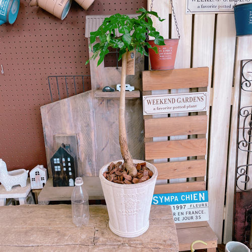 レア！現品のみ【ボトルツリーブラキキトン】おしゃれ観葉植物