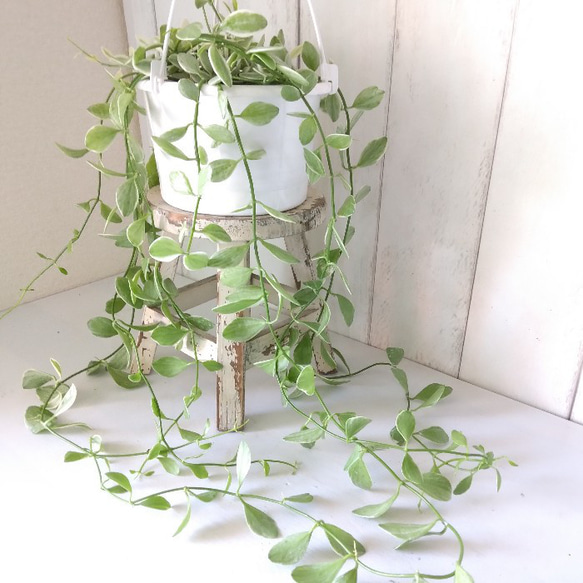 ディスキディアエメラルド斑入り　5号鉢　吊りタイプ　ぷっくり葉っぱの観葉植物　育てやすい　インテリアグリーン　プレ 1枚目の画像
