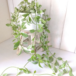 ディスキディアエメラルド斑入り　5号鉢　吊りタイプ　ぷっくり葉っぱの観葉植物　育てやすい　インテリアグリーン　プレ 7枚目の画像