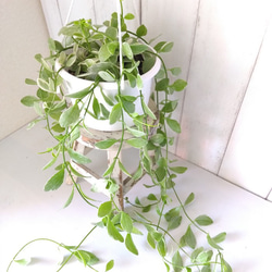 ディスキディアエメラルド斑入り　5号鉢　吊りタイプ　ぷっくり葉っぱの観葉植物　育てやすい　インテリアグリーン　プレ 10枚目の画像