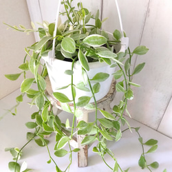 ディスキディアエメラルド斑入り　5号鉢　吊りタイプ　ぷっくり葉っぱの観葉植物　育てやすい　インテリアグリーン　プレ 2枚目の画像