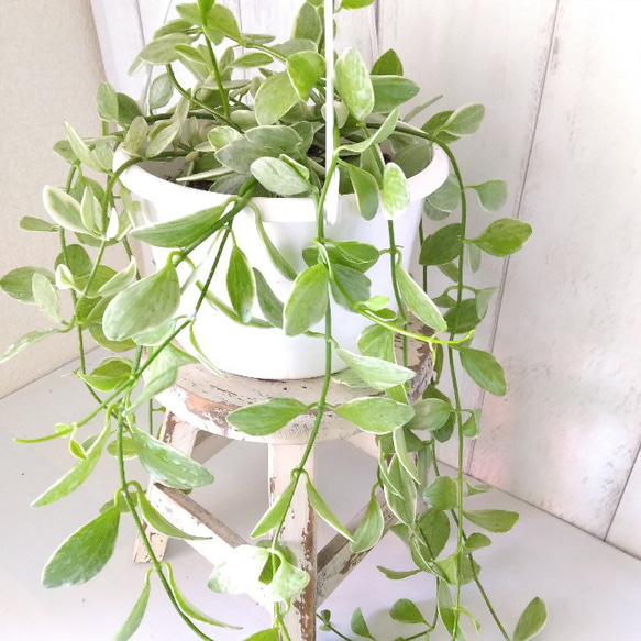 ディスキディアエメラルド斑入り　5号鉢　吊りタイプ　ぷっくり葉っぱの観葉植物　育てやすい　インテリアグリーン　プレ 9枚目の画像