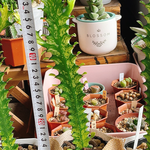 ユーフォルビア イエローゴースト 多肉植物 Obesa 通販 14267541